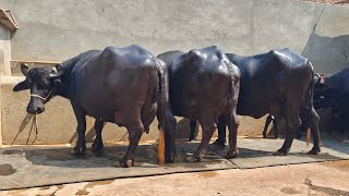 Buffaloes for Sale ਮੱਝਾਂ ਅਤੇ ਗਾਵਾਂ ਵਿਕਾਊ [upl. by Zildjian]