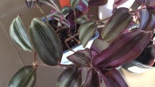 How to Propagate Tradescantia Zebrina  Purple Variety [upl. by Daj]