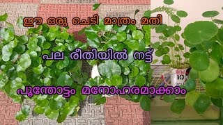 pennywort plant  hydrocotyle verticillata umbrella plant care  happy vlogs with geetha [upl. by Adnaram]