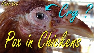 Fowl Pox Avian Pox symptoms in Chicken Poultry Diseases Chicken Farming [upl. by Balfour]