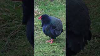 Takahe Rediscovery and Recovery [upl. by Therese]