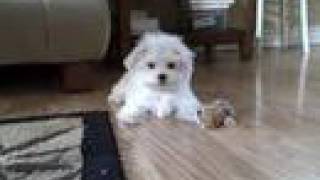 Cali Playing  Cute Maltese Puppy [upl. by Vittorio]