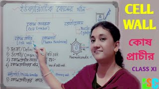 Cell Wall Class 11 in Bangla  কোষ প্রাচীর  Eukaryotic Cell Wall Structure in Bangla [upl. by Enrol]