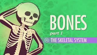 The Skeletal System Crash Course Anatomy amp Physiology 19 [upl. by Allayne]