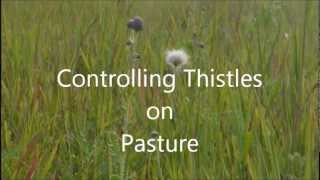 Controlling Thistles on Pasture [upl. by Jangro]