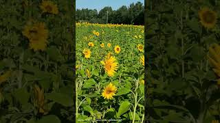 tamil finland motivation sunflower [upl. by Sualkcin631]