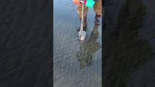 How to Find and Dig Huge Razor Clams Look for Huge holes [upl. by Cresida876]