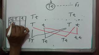 Monohybrid and dihybrid cross phenotypic ratio genotypic ratio [upl. by Latt]