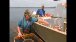 Spottail Shiners Live Bait Trapping In Minnesota Waters [upl. by Rici]