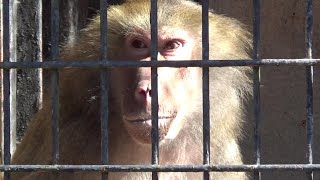 黄昏るマントヒヒ Cute hamadryas baboon 25 【Cute animal videos】【羽村市動物園】 [upl. by Boorer]