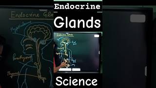 endocrine glands biology diagram science [upl. by Boyce206]