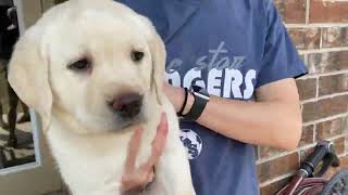 Linus the Lab Puppy Takes His Temperament Test [upl. by Lovett]