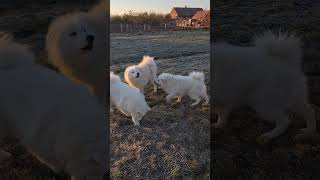 A bundle of Samoyed dogs dogshorts [upl. by Anniram]