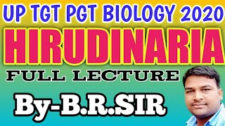 Hirudinaria granulosa  leech jonk  Indian cattle leech External morphology of hirudinaria [upl. by Oca300]