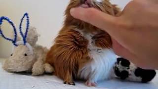 Guinea pig sounds purring and chutting chubbling  muttering [upl. by Zoarah]