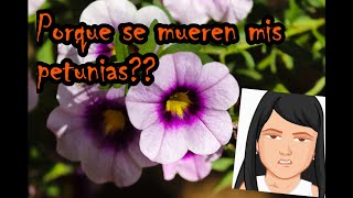 Petunias sus cuidados y propagación [upl. by Gathard]