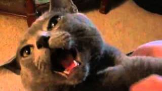 Lil Kitty Being Tickled  OMG Tickle Kitten Lol silly grey cat [upl. by Coltun]