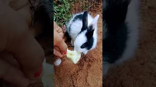 Rabbit cartoon 🐇🐰shortvideo children cartoons rabbit  stutas video cute rabbit cartoo [upl. by Ainav909]