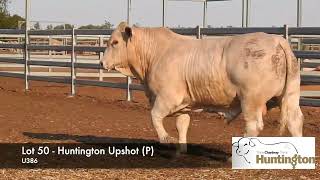 Lot 50  Huntington Upshot P U386 [upl. by Chace]