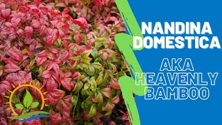 NANDINA DOMESTICA  Heavenly Bamboo  Plant Spotlight [upl. by Ayres102]