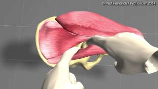 Künstliche Hüfte  minimalinvasive OP Langversion von Prof Christian Hendrich [upl. by Groome]