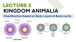 kingdom animalia classification Diploblastic and triploblastic and body cavity coelomate animals [upl. by Massie464]