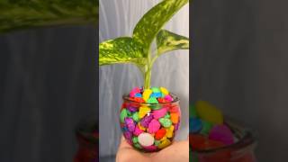 How to propagate Pothos homedecor indoorplants happiness showpiece gardening diy [upl. by Ltihcox]