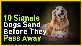 10 Signs of Farewell Signals Sent by Dogs Before They Pass Away [upl. by Mackay]