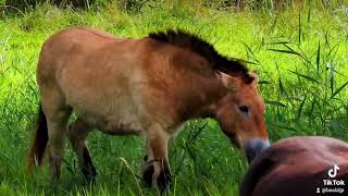 Przewalskipaard in natuurpark lelystad [upl. by Harle]