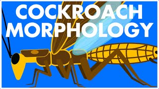 Morphology of Cockroach Class 11  Cockroach Class 11  Cockroach animation  NEET [upl. by Ahron45]