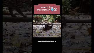 Kukang ini mempecundangi macan tutul [upl. by Mylan]