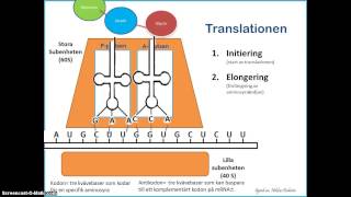 Proteinsyntesen  Translationen [upl. by Anoy777]