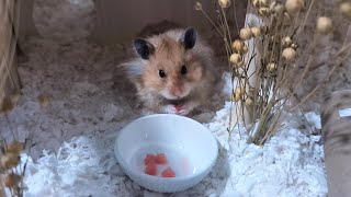 Watermelon Lovers Rejoice Toto the Hamsters Reaction is TOO CUTE [upl. by Dex505]