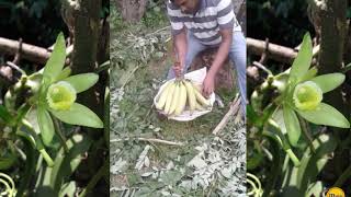 BANANA NETHRA PALAM අපි නොදන්න නේත්‍රපලම් [upl. by Ellecrad]