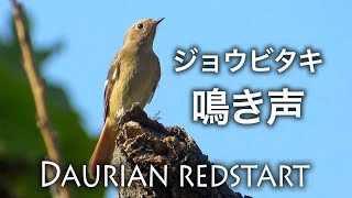 【野鳥観察】ジョウビタキの鳴き声  Daurian redstart [upl. by Wedurn]