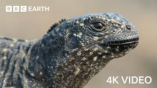 Iguana vs Snakes  4K UHD  Planet Earth II  BBC Earth [upl. by Anole]