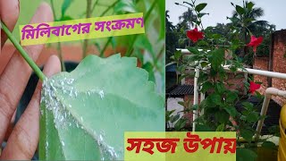 মিলিবাগের হাত থেকে বাঁচার সবথেকে সহজ উপায়।The easiest way to get rid of mealybugs।vlog remove [upl. by Lekar]