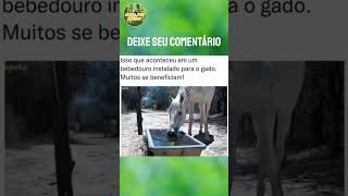 Animais visitam bebedouro de gado [upl. by Ayikin]