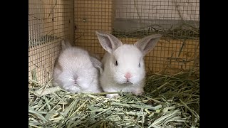 Comparing Mini Plush Lops and Holland Lops [upl. by Alfie222]