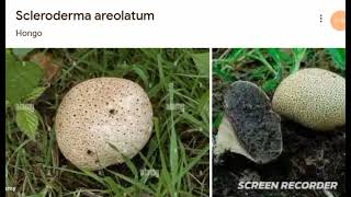 Scleroderma areolatum [upl. by Darrick]