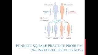 Punnett square practice problems Xlinked recessive [upl. by Joyann]