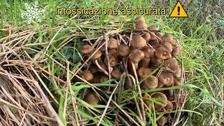 I Chiodini🍄le gelate❄️ ⚠️INTOSSICAZIONE⚠️assicurata 🍄❄️🍄❄️🍄❄️ [upl. by Nevet]