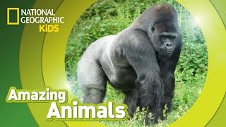 Gorilla  Amazing Animals [upl. by Ydnak743]