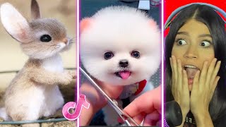 Los Animales más TIERNOS de TikTok [upl. by Airretnahs]