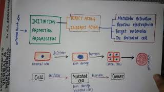 CHEMICAL CARCINOGENESIS  NEOPLASIA STAGES  DIRECT OR INDIRECT CARCINOGEN  oncogenesis [upl. by Subocaj]