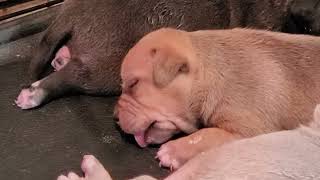 2 week old puppies dewormed [upl. by Naples719]