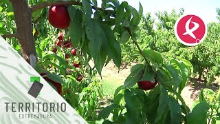 Un pueblo cultivando nectarinas  Territorio Extremadura [upl. by Lleraj]