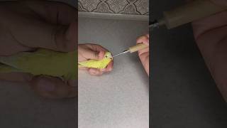 Rescue two baby birds By Hand Feeding [upl. by Iives]