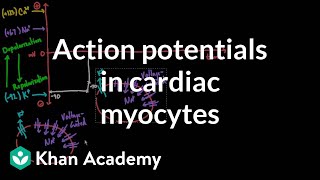 Action potentials in cardiac myocytes  Circulatory system physiology  NCLEXRN  Khan Academy [upl. by Nolyk]