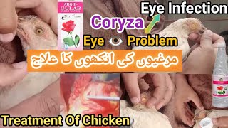 Coryza Eye 👁️ Infection  Eyes Treatment Of Chicken Problems Rose 🌹 Water Solution [upl. by Halac]